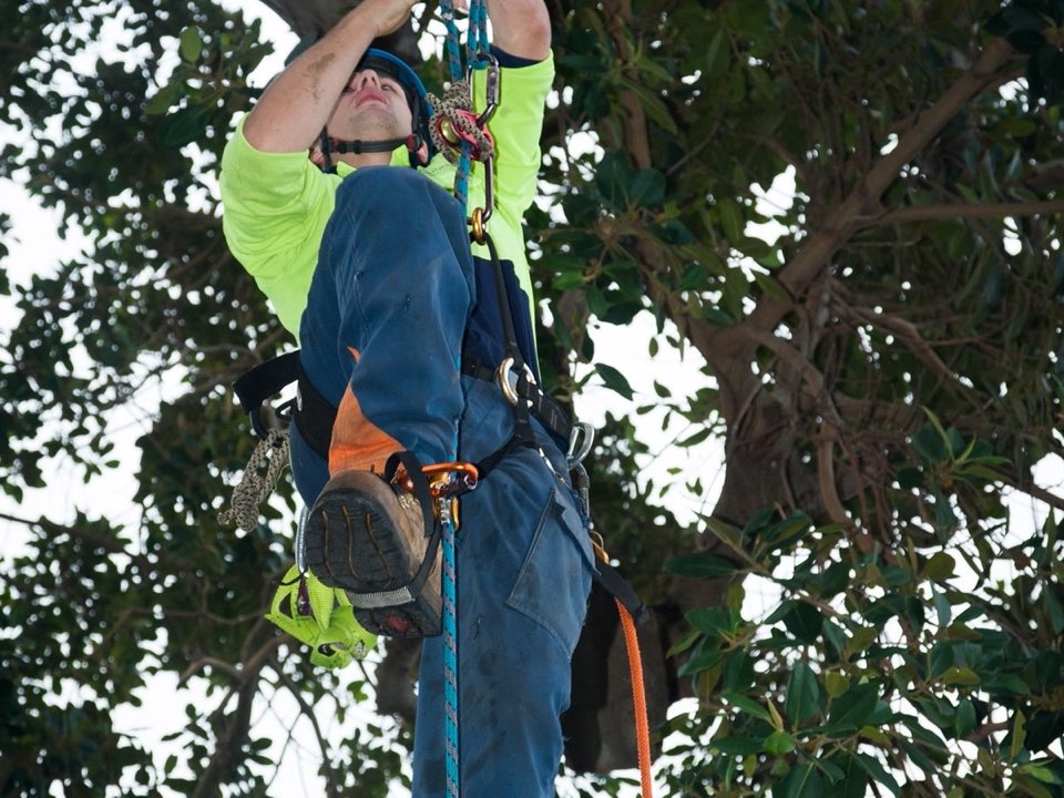 Qualified arborist working in a mature tree during an Enviro Trees UK survey in Cambridgeshire